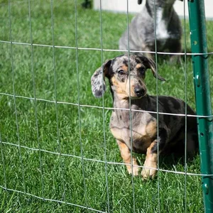 Stainless Steel Welded Wire Mesh Hot Dipped Electro Galvanized Welded Wire Mesh Pvc Coated Welded Wire Mesh thumbnail-6