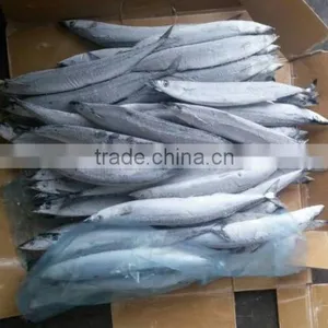 Frozen Pacific Saury Scientific Name Cololabis Saira thumbnail-1