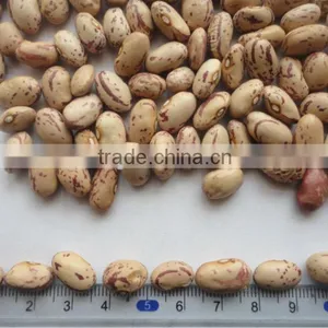 Round Light Speckled Kidney Bean thumbnail-1