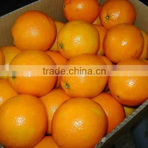 Fresh Navel And Valencia Orange, Best Price thumbnail-1