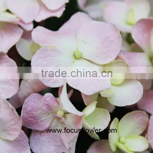 Weddings Decoration High Quality Hydrangea Flower With High Quality Service thumbnail-2