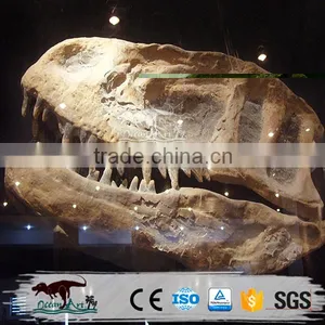 OA-SD-L02 Original Jurassic Skeleton Real Size Dinosaur Head Fossils thumbnail-5