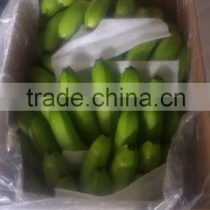 Indian Banana thumbnail-3