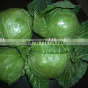 2011 Fresh Green Baocai(250g) thumbnail-1