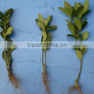Cerasus Sp. Seedling thumbnail-3