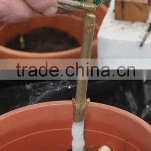 2015 New Omega Grafting Machine Tool With the Survival Rate Over 90% thumbnail-3