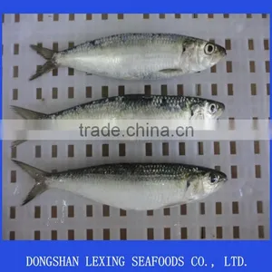 Frozen Sardine thumbnail-1
