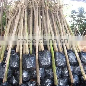 Ligustrum Lucidum Ready for Loading thumbnail-1