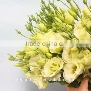 Colorful Fresh Cut Eustoma Flowers Fresh Flowers From China thumbnail-5