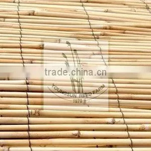 Reed Fence thumbnail-1