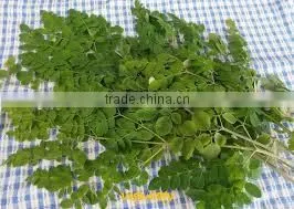 Moringa Leaf Powder thumbnail-2