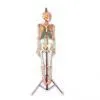 Sell Human Skeleton Model thumbnail-1