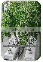 TOMATO GROWBAGS thumbnail-5