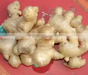 2014 New Crop Fresh Ginger With Dry Skin thumbnail-1