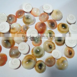 Beautiful Natural Shiva Eye Shell Cabochons From Africa thumbnail-1