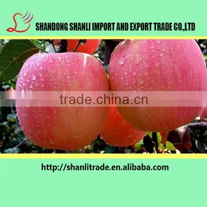 100/113/125# Fresh Organic Fruits Red Fuji Apples Fresh Fuji Wholesale Apples thumbnail-1