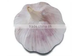 Chinese Normal Garlic thumbnail-1