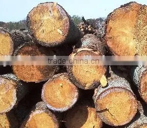 Bed Slats LVL Pine / Birch Wood Logs Hardwood Popular Shandong thumbnail-4