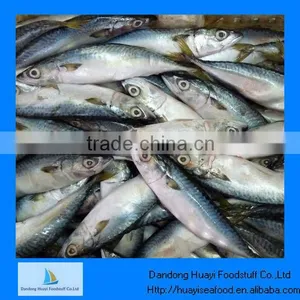 Frozen Mackerel Fish Best Mackerel thumbnail-1