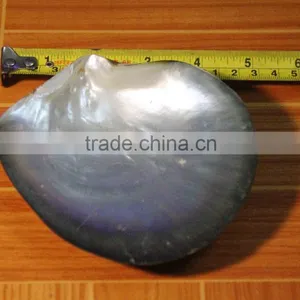 Shell / MOP Plate thumbnail-3