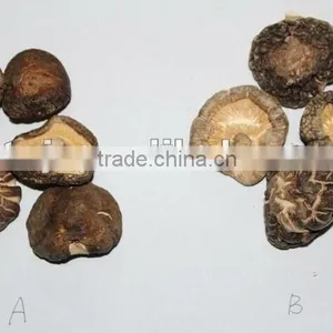 High Quality 4~6 cm With 0.5~1 cm Stem Mushroom thumbnail-1