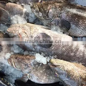 FROZEN REEFCOD/GROUPER WHOLE I.F./IWP thumbnail-4