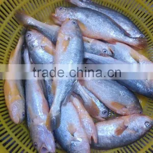 2016 Newly Coming Fresh Frozen Yellow Croaker thumbnail-1