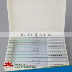 Hot Sale 50pcs Student Mixed Microscope Prepared Slides Set thumbnail-4