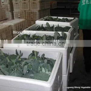 Chinese Fresh Broccoli (11-13cm ) From New Farm thumbnail-1