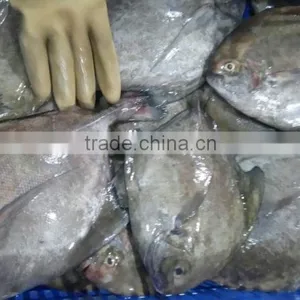 Frozen Black Pomfret Whole Round Size 200-300 and 300-500 thumbnail-2