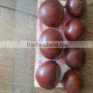 2015 Growth Edible Chestnuts Factory Direct Sales Price thumbnail-4