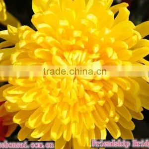 Chrysanthemum thumbnail-1