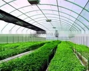 Commercial Greenhouses China thumbnail-4