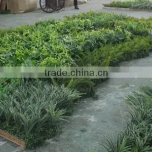 Russia's Project of Artificial Green Wall/park and Shopping Mall Plant Green Wall thumbnail-5