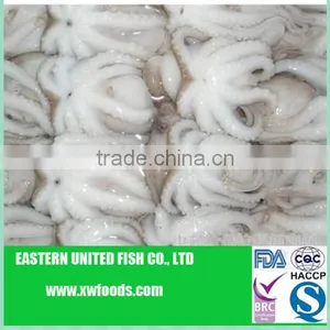 Octopus thumbnail-1