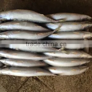 China-made Frozen Pacific Mackerel Fresh Hot Sale Fish thumbnail-1