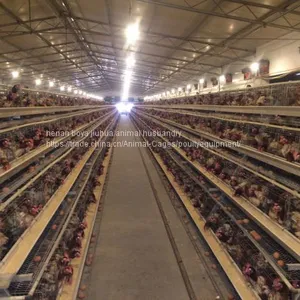 Chicken Cages thumbnail-2