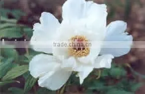 Tree Peony Plant Root Feng Dan Bai thumbnail-1