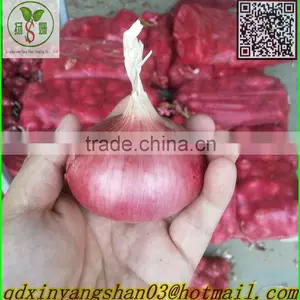 China Red/Yellow Onion Suppliers thumbnail-1