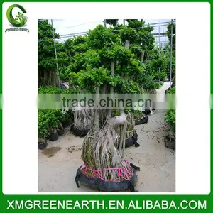 Ficus Microcarpa Bonsai 2.5-3m(2) thumbnail-3
