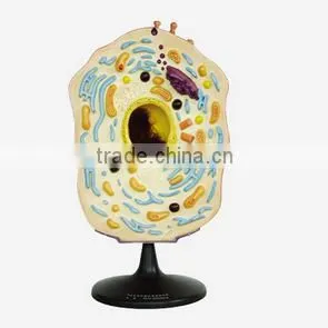 Animal Cell Model thumbnail-1