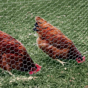 Chicken Wire Hexagonal Wire Mesh Chicken Wire Netting Wire Netting Poultry Fence Poultry Mesh thumbnail-1