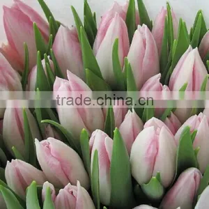 Fashion Crazy Selling Decorative Tulip thumbnail-4