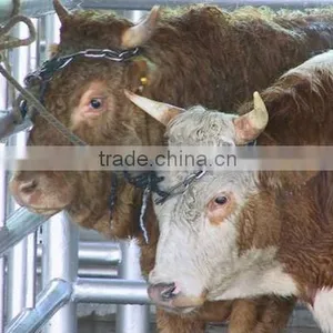 Cattle Slaughtering Equipment thumbnail-1