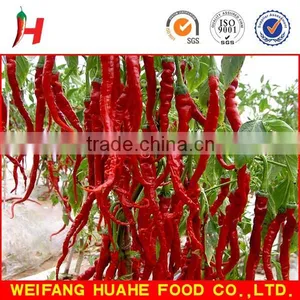 Dry Red Chili for Sale thumbnail-6