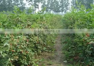 Life Fruit Organic Food Co., Ltd. company overview - view 2 thumbnail