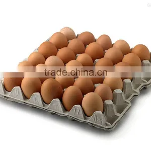 High Speed Paper Egg Tray Making Machine thumbnail-1