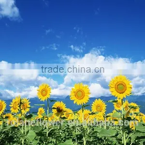 Color Blue Fresh Cut Sunflowers For Wedding Decoration thumbnail-2