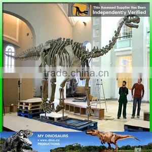 MY Dino-C084 Life Size Dinosaur Skeleton Display thumbnail-2