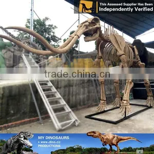 MY Dino-C077 Life Size Dog Skeleton for Decoration thumbnail-3
